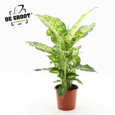 Dieffenbachia Mars.