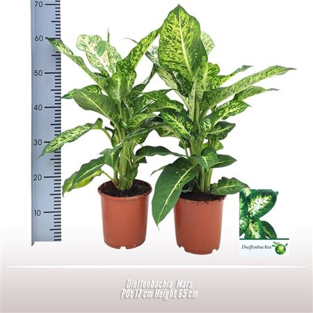 Dieffenbachia Mars.