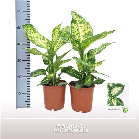 Dieffenbachia Mars