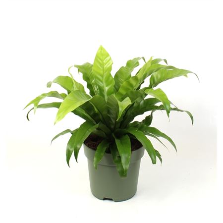 Asplenium Antiquum