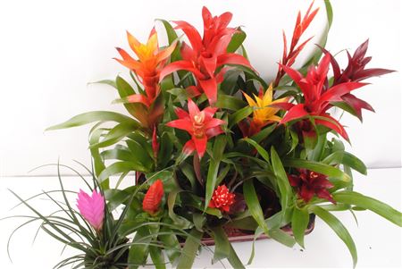 Bromelia Mix