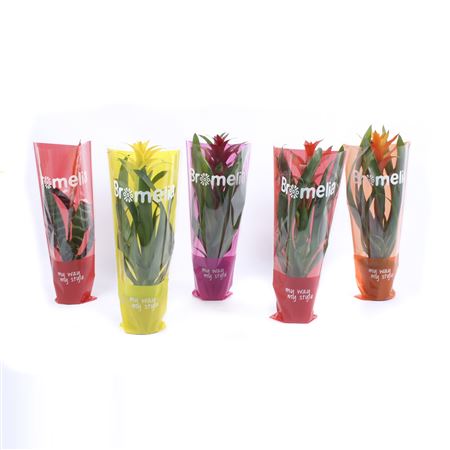 Bromelia Original Mix In Sleeve