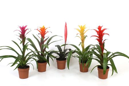 Bromelia Mix