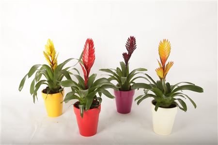 Vriesea Mix In Ceramiek Bea