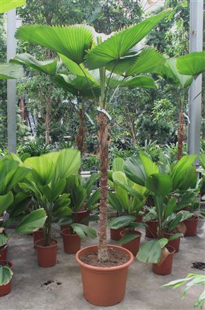Licuala Grandis