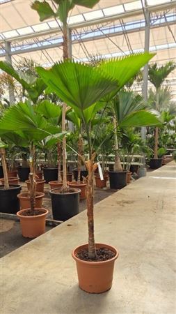 Licuala Grandis