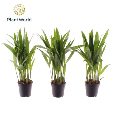 Dypsis Lutescens (decorum)