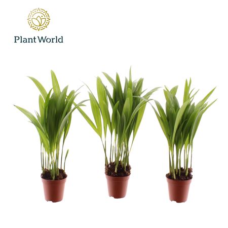 Dypsis Tiny Pammy (decorum)