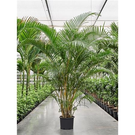 Dypsis Lutescens
