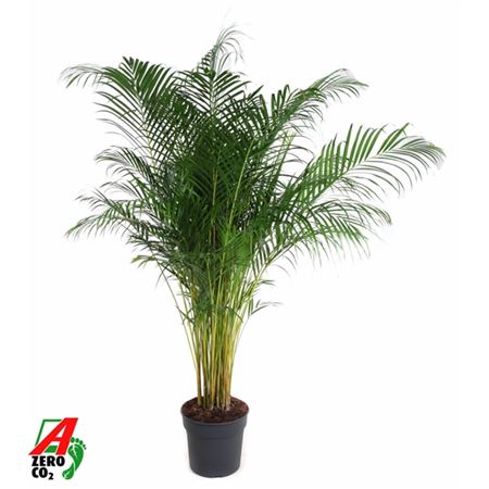 Dypsis Lutescens