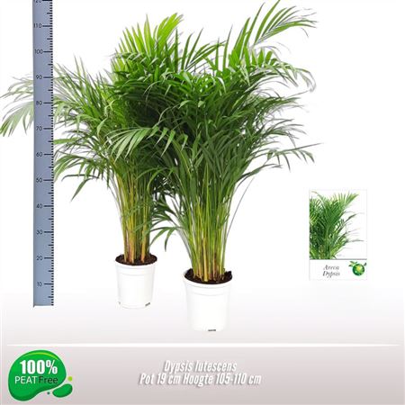 Dypsis Lutescens