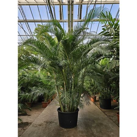 Dypsis Lutescens