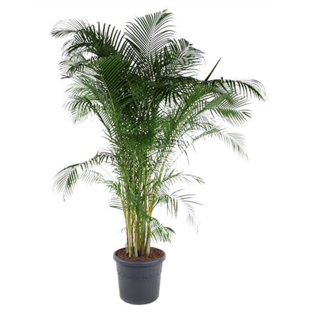 Dypsis Lutescens