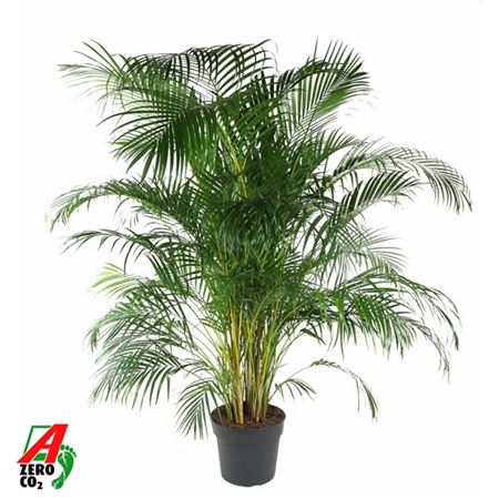 Dypsis Lutescens