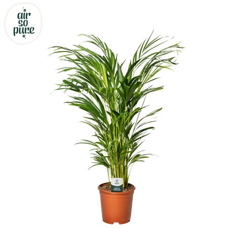 Dypsis Lutescens