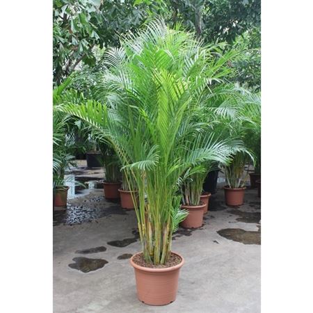 Dypsis Lutescens