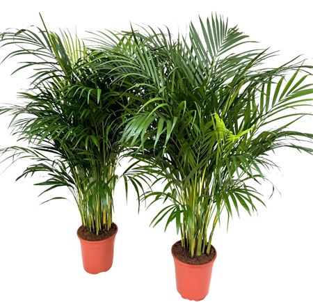 Dypsis Lutescens