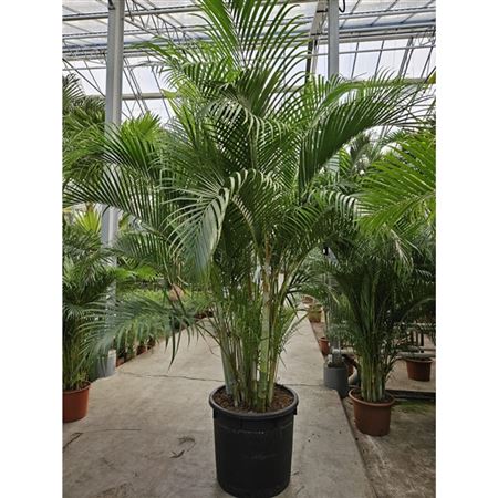 Dypsis Lutescens