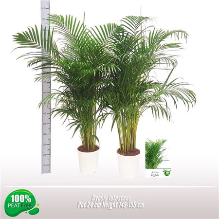 Dypsis Lutescens