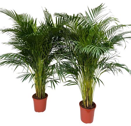 Dypsis Lutescens