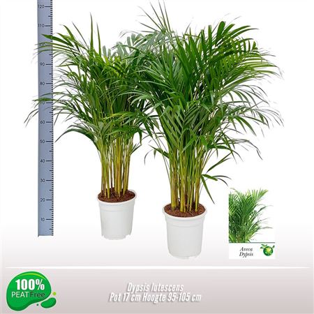Dypsis Lutescens