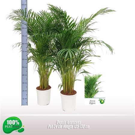 Dypsis Lutescens