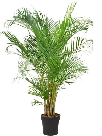 Dypsis Lutescens