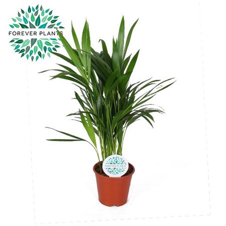 Dypsis Lutescens