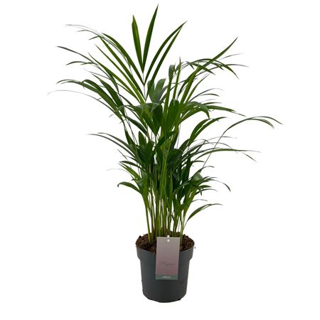 Dypsis Lutescens