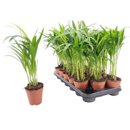 Dypsis Lutescens