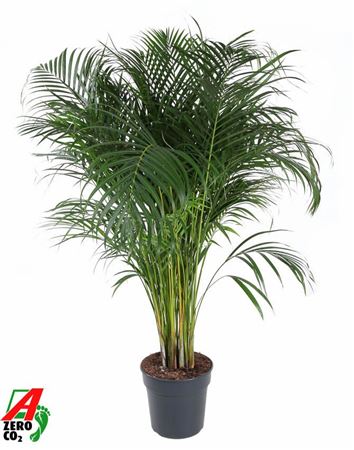 Dypsis Lutescens