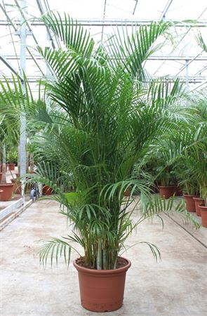 Dypsis Lutescens