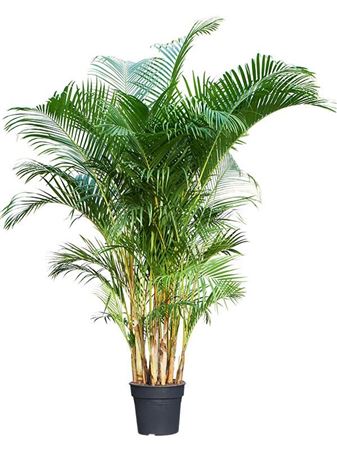 Dypsis Lutescens