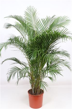 Dypsis Lutescens
