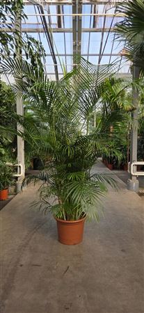 Dypsis Lutescens (areca)