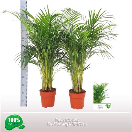 Dypsis Lutescens