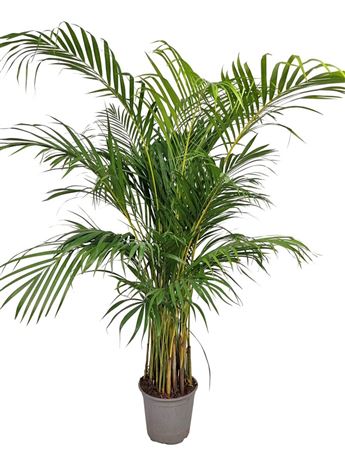 Dypsis Lutescens