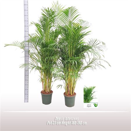 Dypsis Lutescens + Watermeter