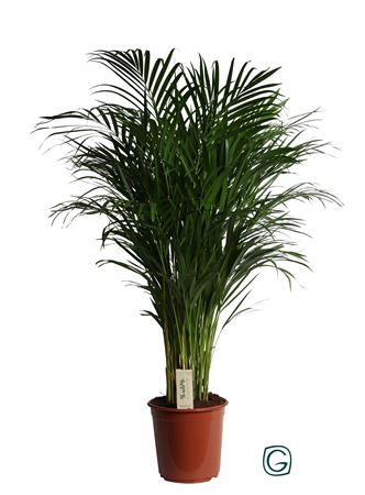 Dypsis Lutescens + Watermeter
