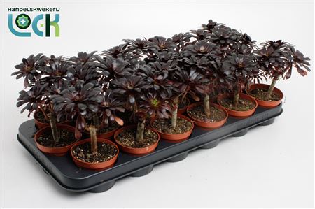 Aeonium Nigrum