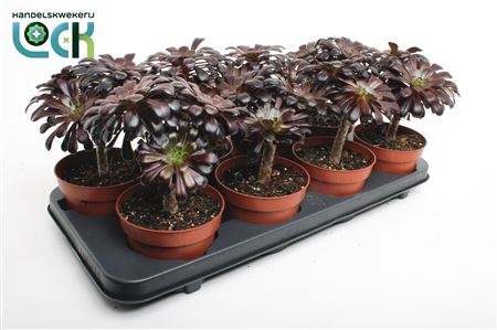 Aeonium Nigrum