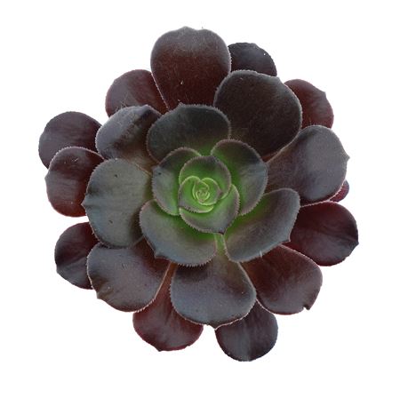 Aeonium Arboreum Black
