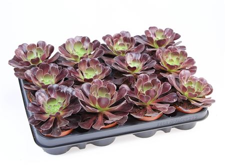 Aeonium Arboreum Black
