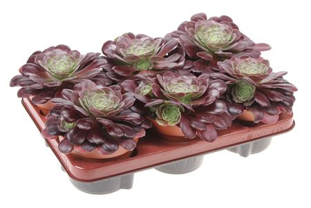 Aeonium Arboreum Black