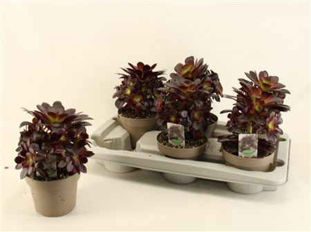 Aeonium Arboreum