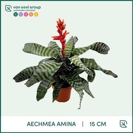 Aechmea Amina