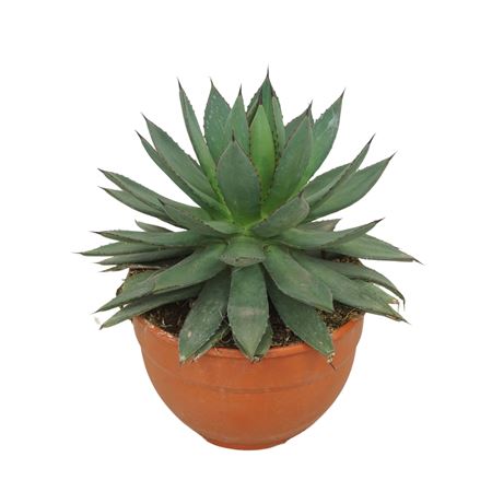 Agave Red Edge Compact