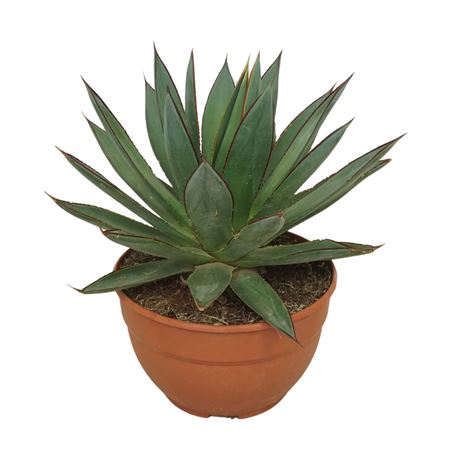 Agave Red Edge