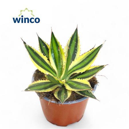 Agave Ssp. Mediopicta