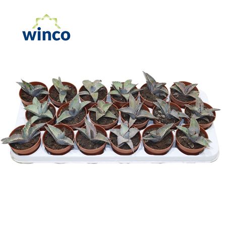 Agave Titanota